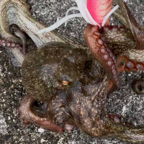 マダコの釣果