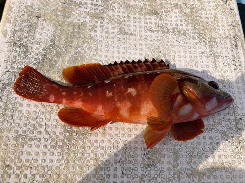 アカハタの釣果