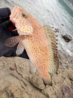 オオモンハタの釣果