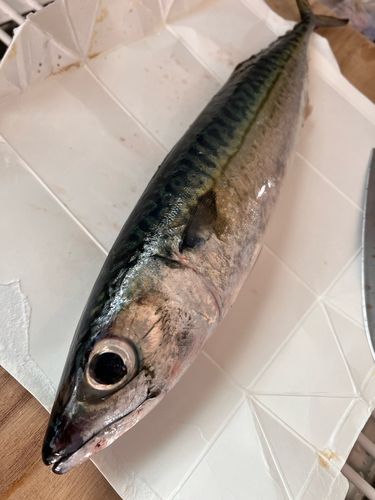 サバの釣果