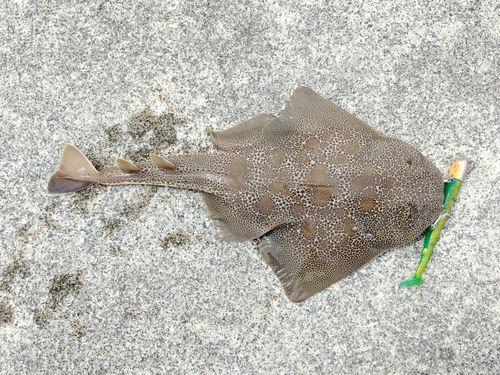 カスザメの釣果