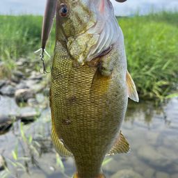 スモールマウスバス