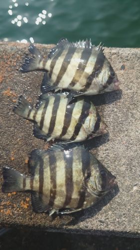 サンバソウの釣果