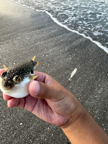 クサフグの釣果