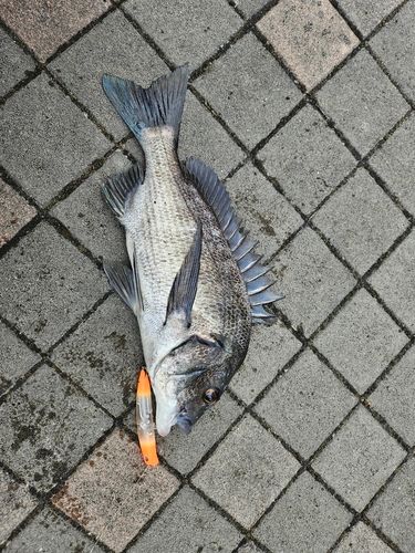 チヌの釣果