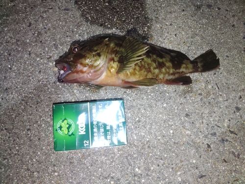 カサゴの釣果
