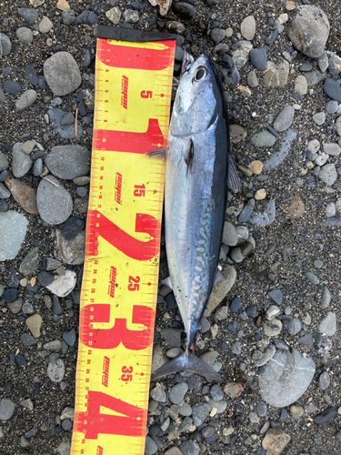 マルソウダの釣果