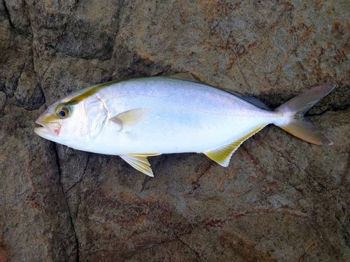 ショゴの釣果