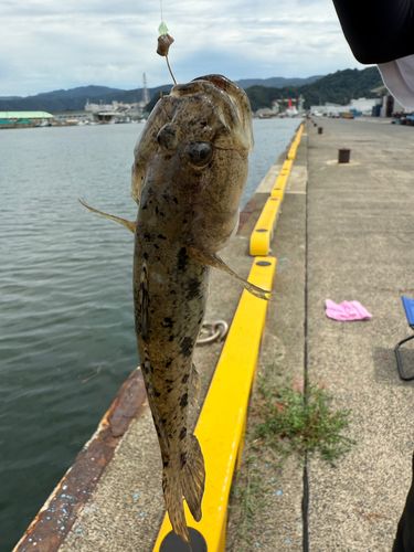コチの釣果