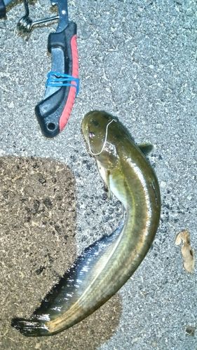 ニホンナマズの釣果