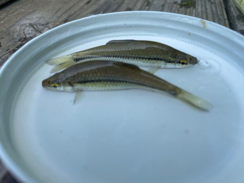 モツゴの釣果