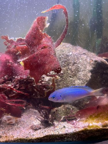 ソラスズメダイの釣果