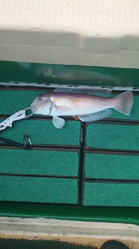 シロアマダイの釣果