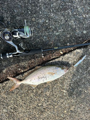 ショゴの釣果