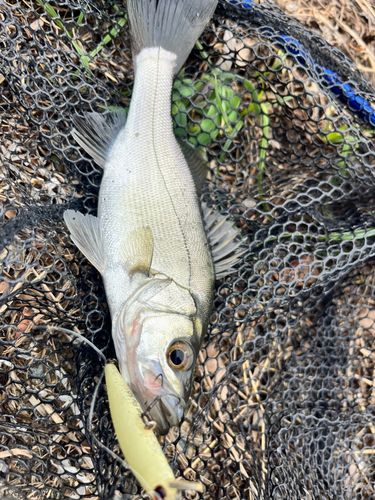 セイゴ（マルスズキ）の釣果
