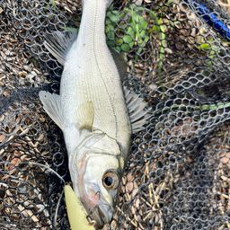 セイゴ（マルスズキ）