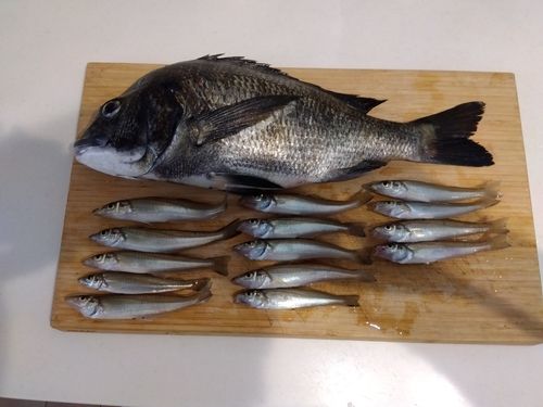 キスの釣果