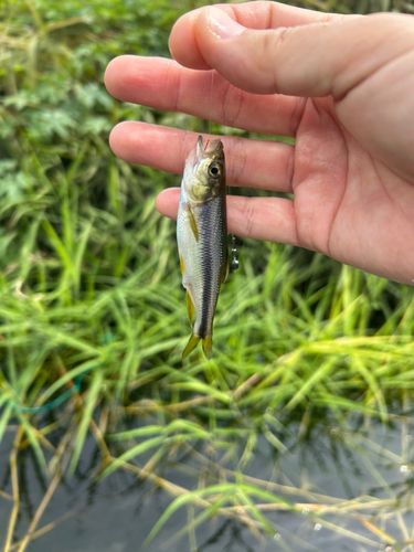 カワムツの釣果