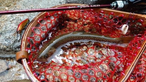 イワナの釣果