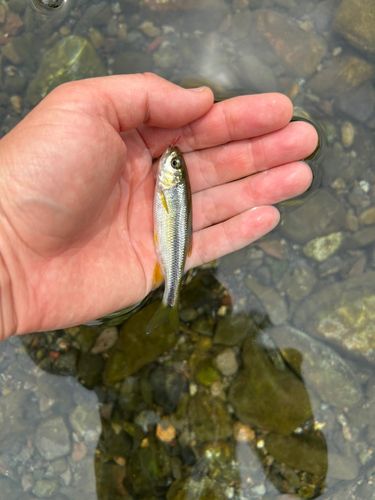 カワムツの釣果