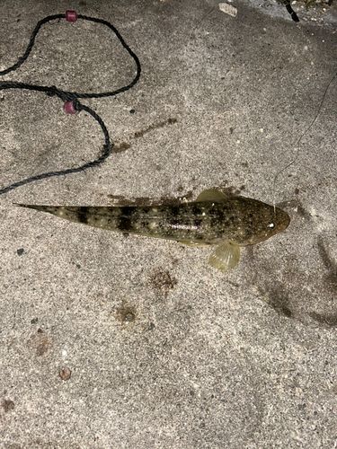 マゴチの釣果