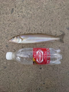 シロギスの釣果