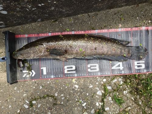 ライギョの釣果