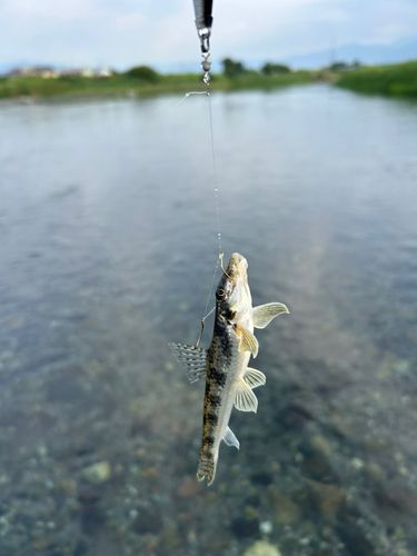 カマツカの釣果