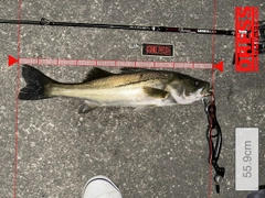 シーバスの釣果