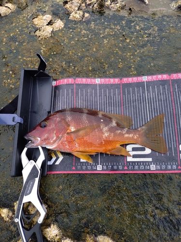 シブダイの釣果