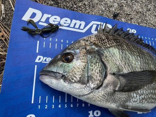 チヌの釣果