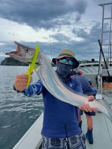 タチウオの釣果