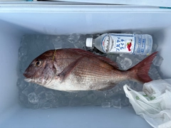 マダイの釣果