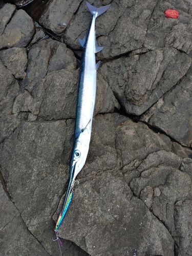 ダツの釣果