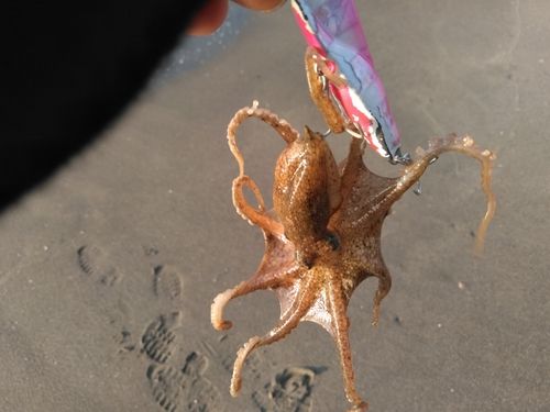 タコの釣果