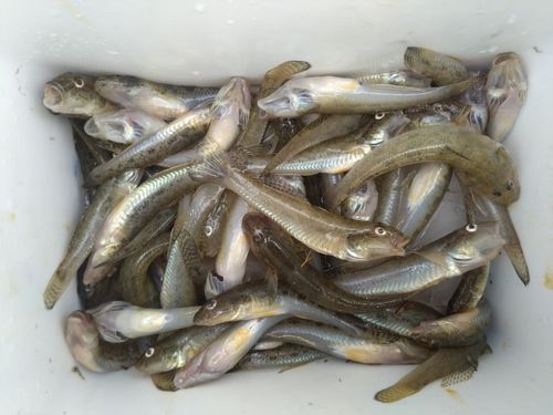 ハゼの釣果