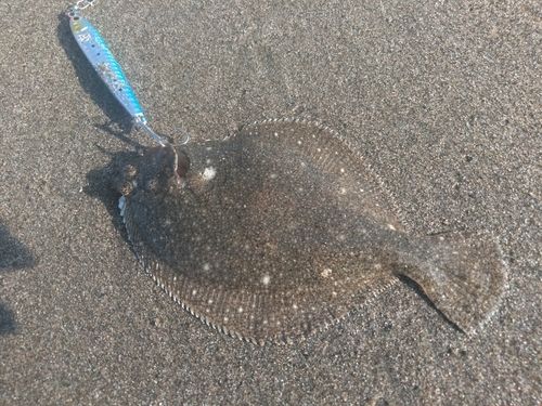 カレイの釣果