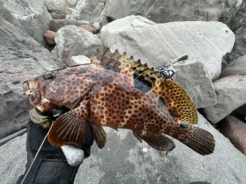 ノミノクチの釣果