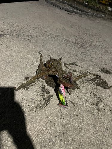 タコの釣果