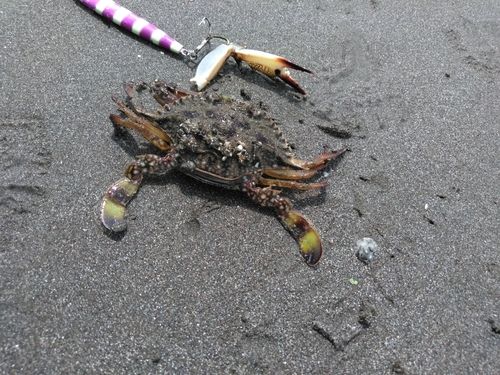 カニの釣果