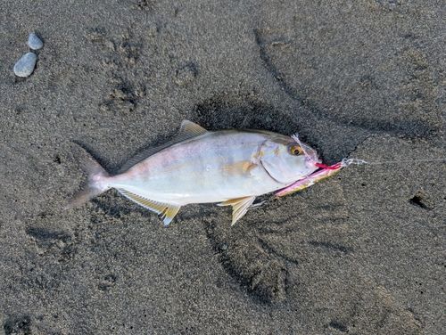 ショゴの釣果