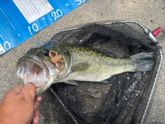 ラージマウスバスの釣果