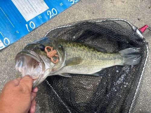 ラージマウスバスの釣果
