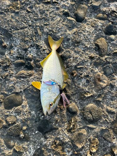 ショゴの釣果