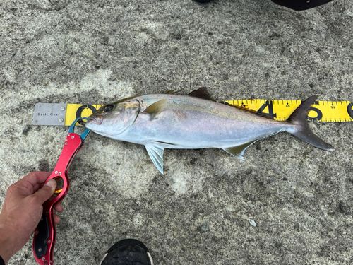 カンパチの釣果