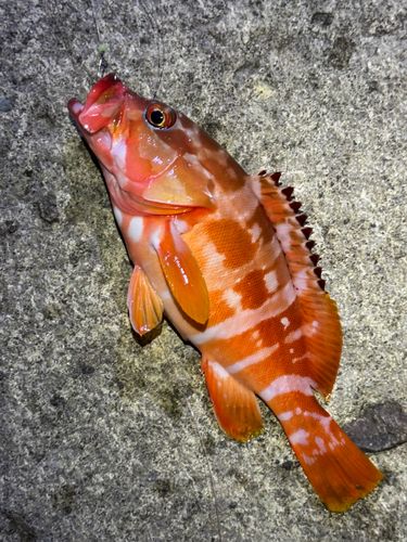 アカハタの釣果