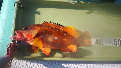 アカハタの釣果