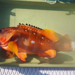 アカハタ