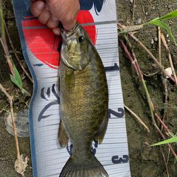 スモールマウスバス