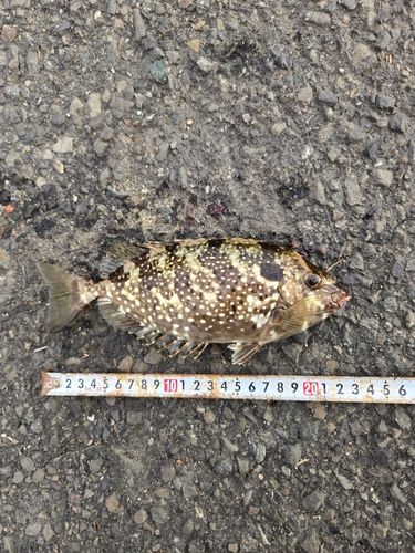 アイゴの釣果